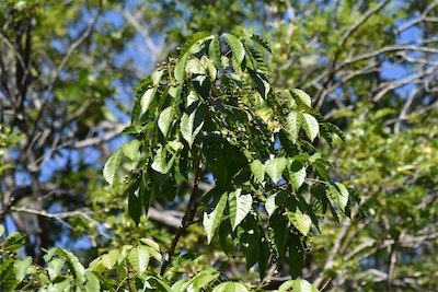 Allophylus borbonicus-Bois de merle-SAPINDACEAE-Endemique Mascareignes