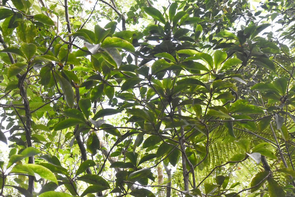 Badula barthesia-Bois de savon-PRIMULACEAE-Endemique Réunion