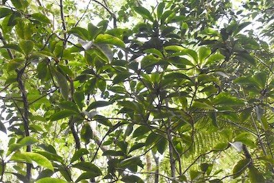 Badula barthesia-Bois de savon-PRIMULACEAE-Endemique Réunion