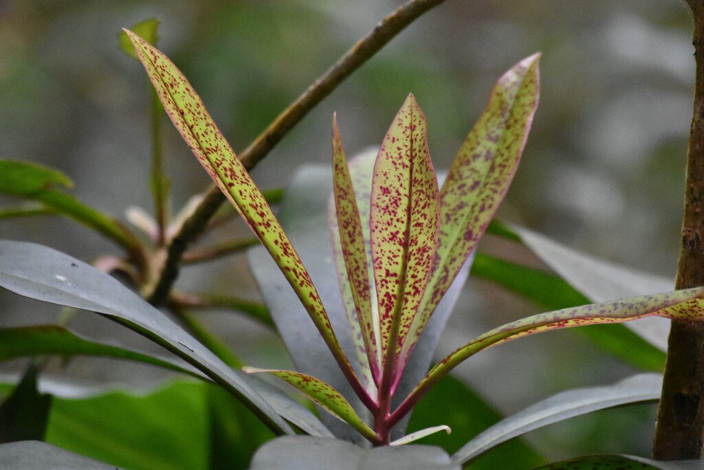 Badula barthesia-Bois de savon-PRIMULACEAE-Endemique Réunion