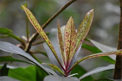 Badula barthesia-Bois de savon-PRIMULACEAE-Endemique Réunion