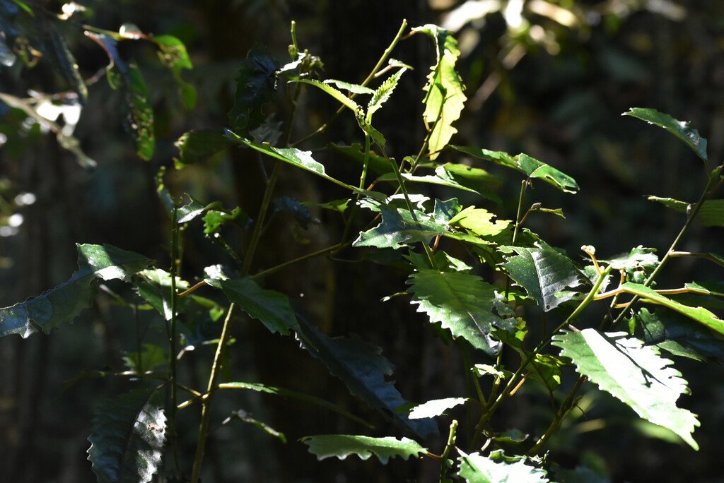 Claoxylon racemiflorum-Bois d oiseau-EUPHORBIACEAE-Endemique Réunion