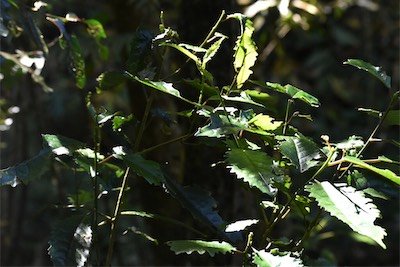 Claoxylon racemiflorum-Bois d oiseau-EUPHORBIACEAE-Endemique Réunion