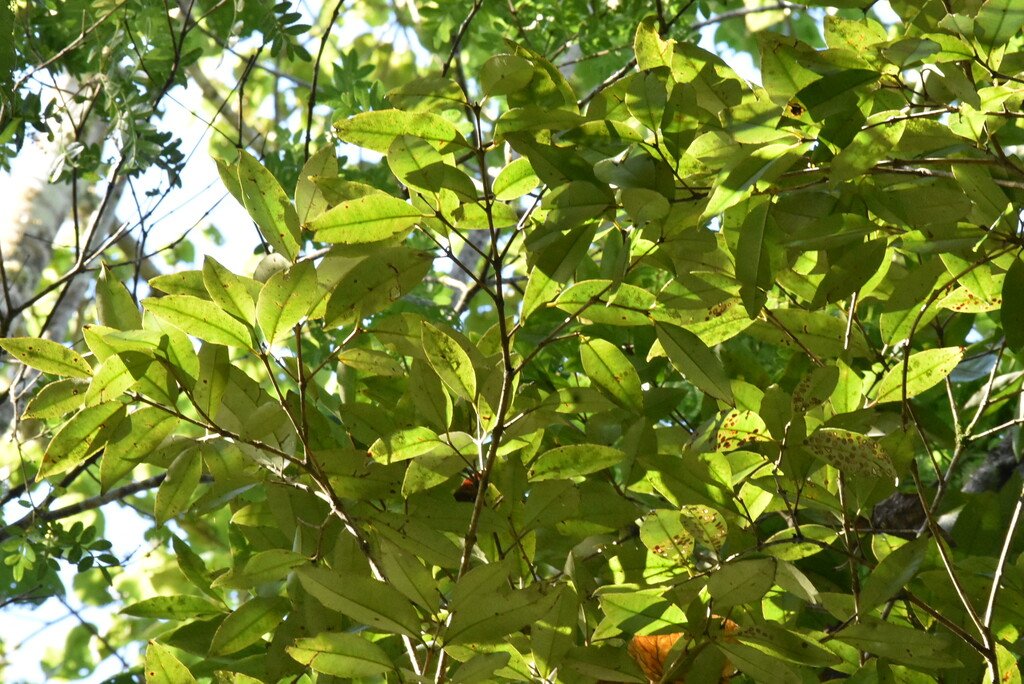 Eugenia mespiloides-Bois de nefles a grandes feuilles-MYRTACEAE-Endemique Réunion