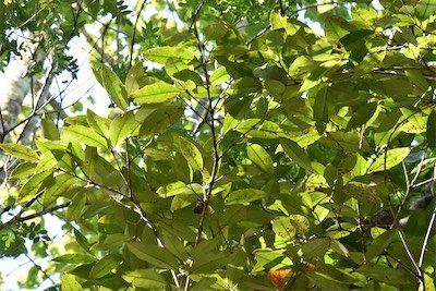 Eugenia mespiloides-Bois de nefles a grandes feuilles-MYRTACEAE-Endemique Réunion