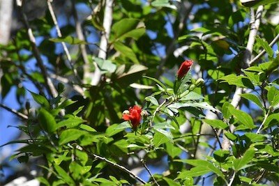 Hibiscus igneus-Foulsapate marron-MALVACEAE-Endemique Réunion Maurice