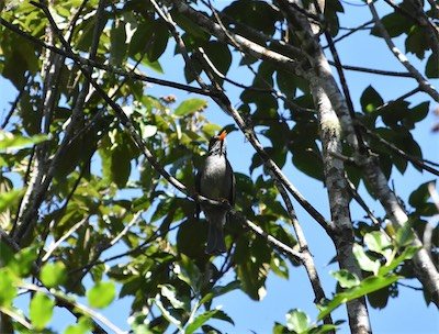 Hipsipetes borbonicus-Merle pei-PYCNONOTIDAE-Endemique Réunion-MB4 6696b