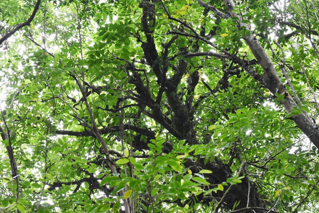 Polyscias repanda-Bois de papaye-ARALIACEAE-Endemique Réunion