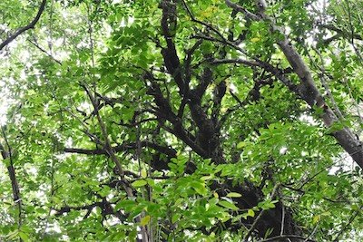 Polyscias repanda-Bois de papaye-ARALIACEAE-Endemique Réunion
