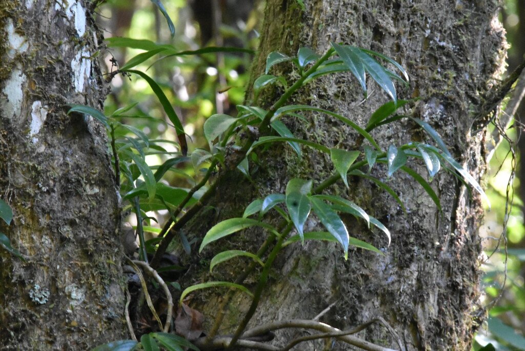 Procris pedonculata-URTICACEAE-Indigene Réunion