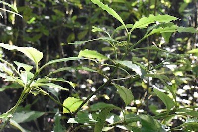 Psathura borbonica-Bois cassant-RUBIACEAE-Endemique Réunion