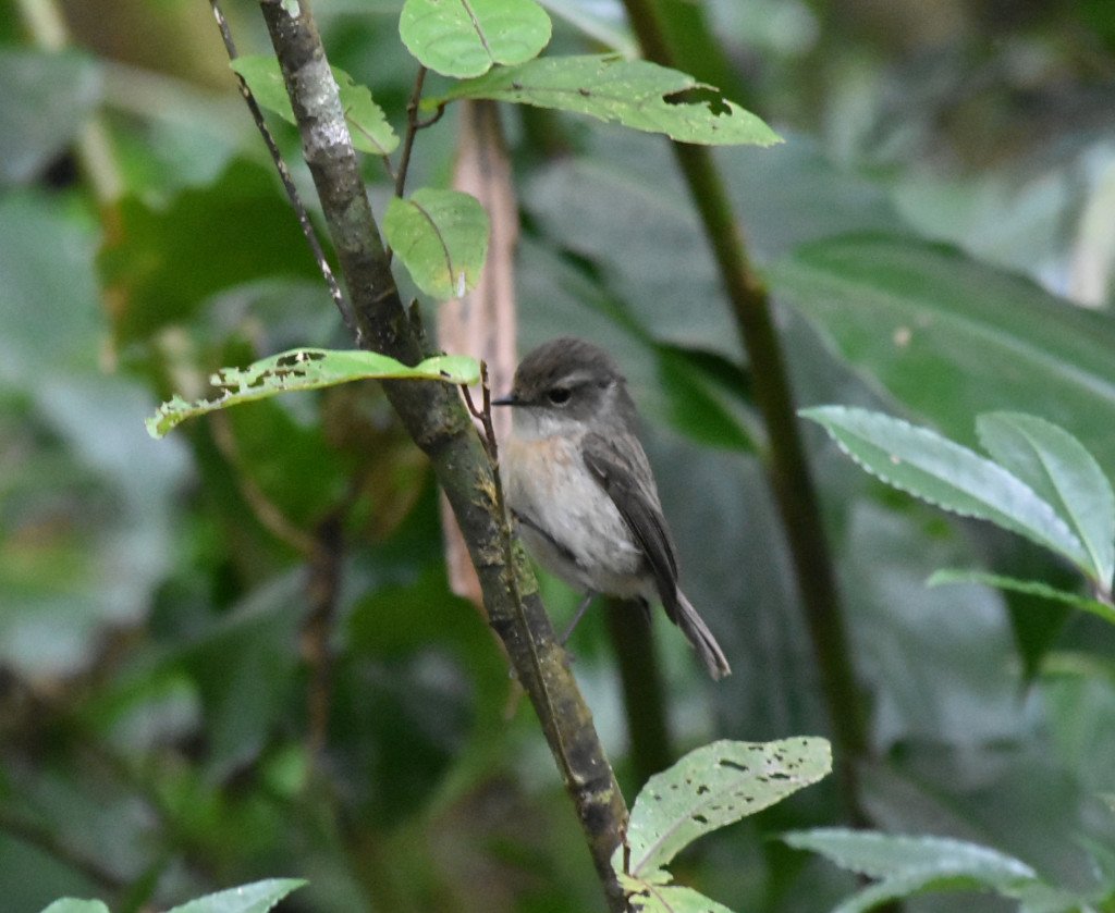 Saxicola-tectes-Tectec-MUSCICAPIDAE-Endemique Réunion