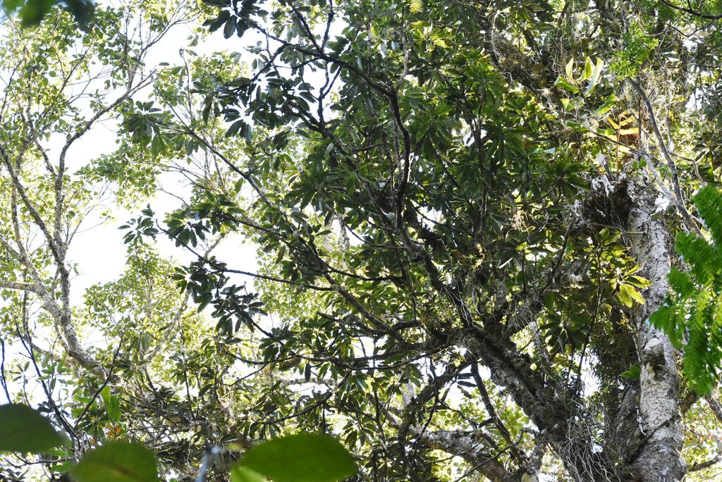 Sideroxylon majus-Bois de fer-SAPOTACEAE-Endemique Réunion