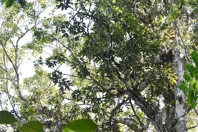 Sideroxylon majus-Bois de fer-SAPOTACEAE-Endemique Réunion