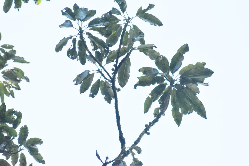 Sideroxylon majus-Fruits Bois de fer-SAPOTACEAE-Endemique Réunion
