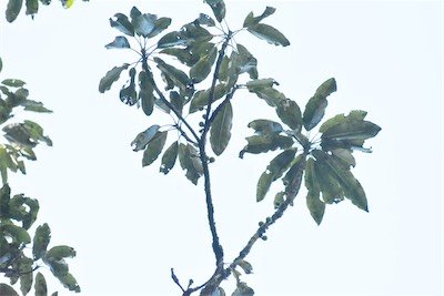 Sideroxylon majus-Fruits Bois de fer-SAPOTACEAE-Endemique Réunion