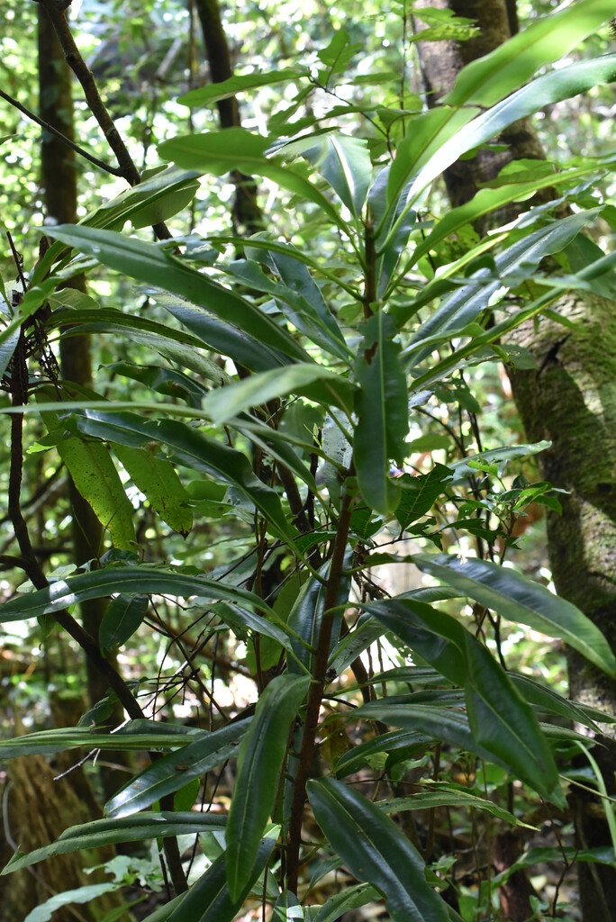 Sideroxylon majus-Jeune Bois de fer-SAPOTACEAE-Endemique Réunion