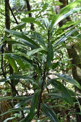 Sideroxylon majus-Jeune Bois de fer-SAPOTACEAE-Endemique Réunion