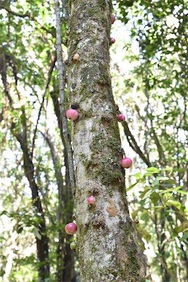 Syzygium cymosum-Bois de pomme rouge-MYRTACEAE-Endemique Réunion Maurice