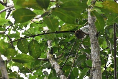 Tambourissa elliptica-Bois de tambour-MONIMIACEAE-Endemique Réunion