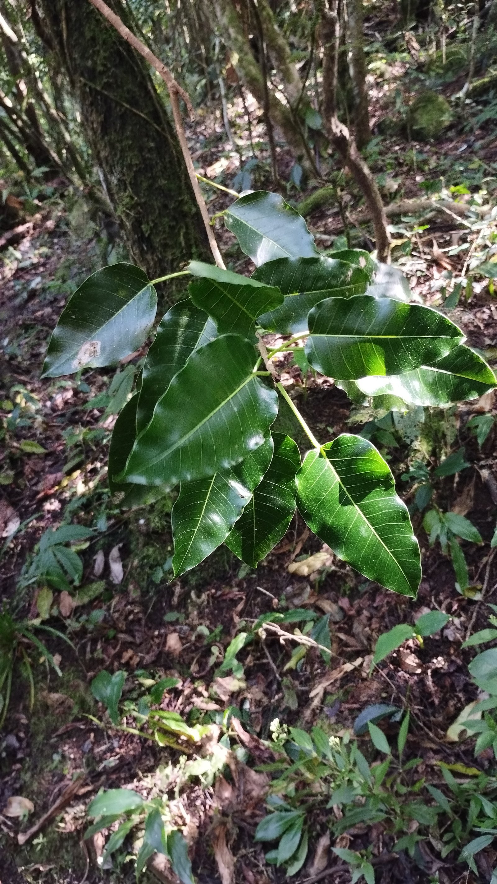 Ficus densifolia  (4)