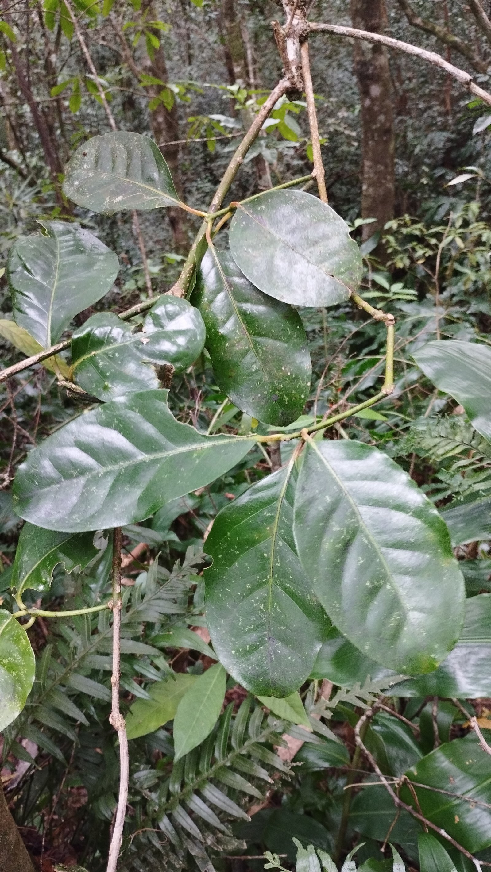Tambourissa elliptica  (1)