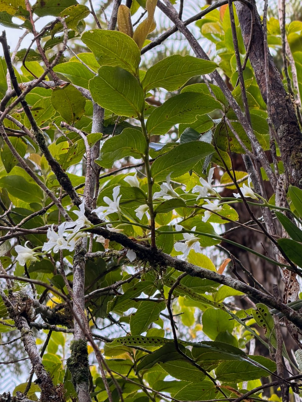 1. Beclardia macrostachya Muguet Orchidaceae INDIGENE LA REUNION