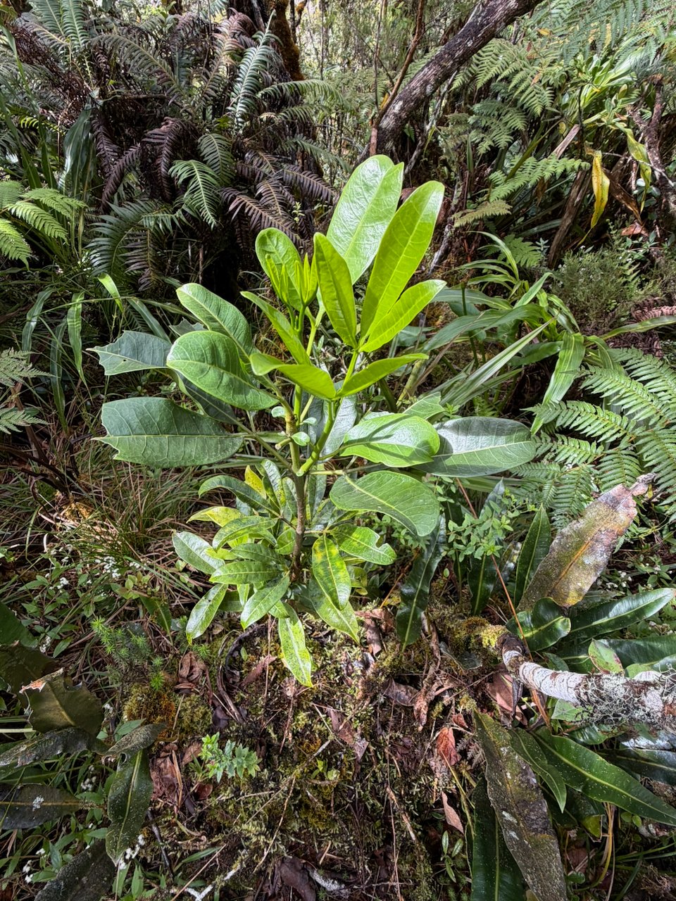 10. GF- Melicope obtusifolia - Catafaille patte poule ou Grand Catafaille - Rutacée - Endémique Réunion Maurice