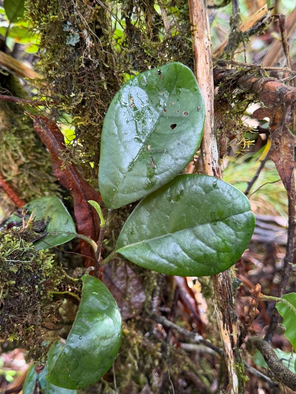 12. Feuilles de Turraea cadetii Bois de quivi Meliaceae ENDEMIQUE LA REUNION