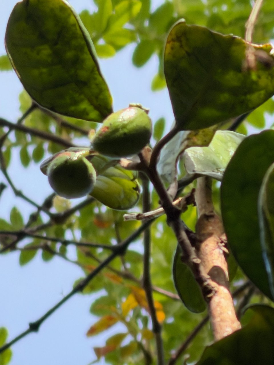 14. Fruits de Turraea cadetii Bois de quivi Meliaceae ENDEMIQUE LA REUNION
