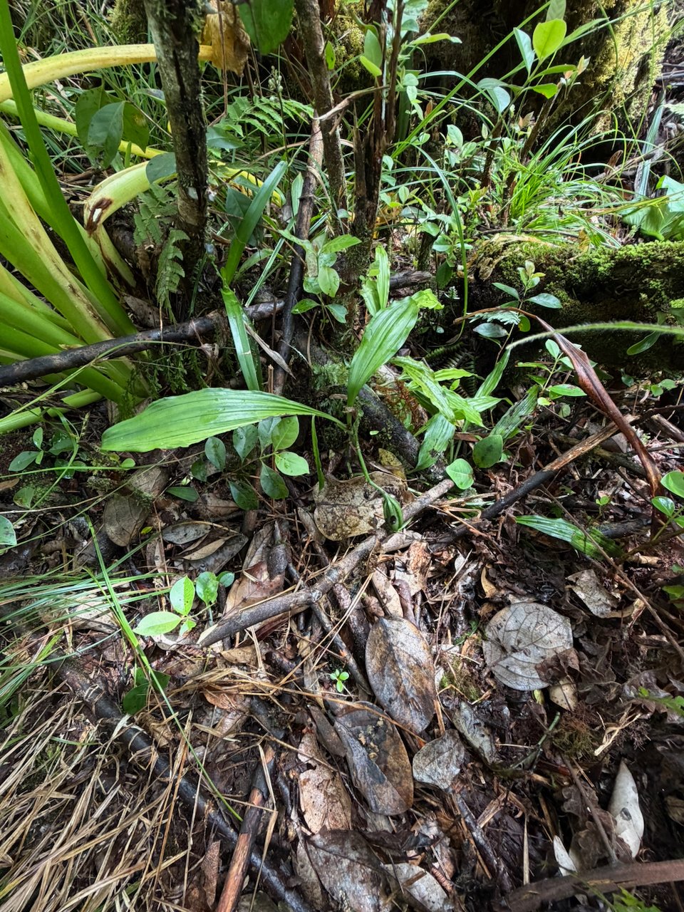 18. ??? Calanthe candida  Orchidaceae ENDEMIQUE LA REUNION ,MAURICE