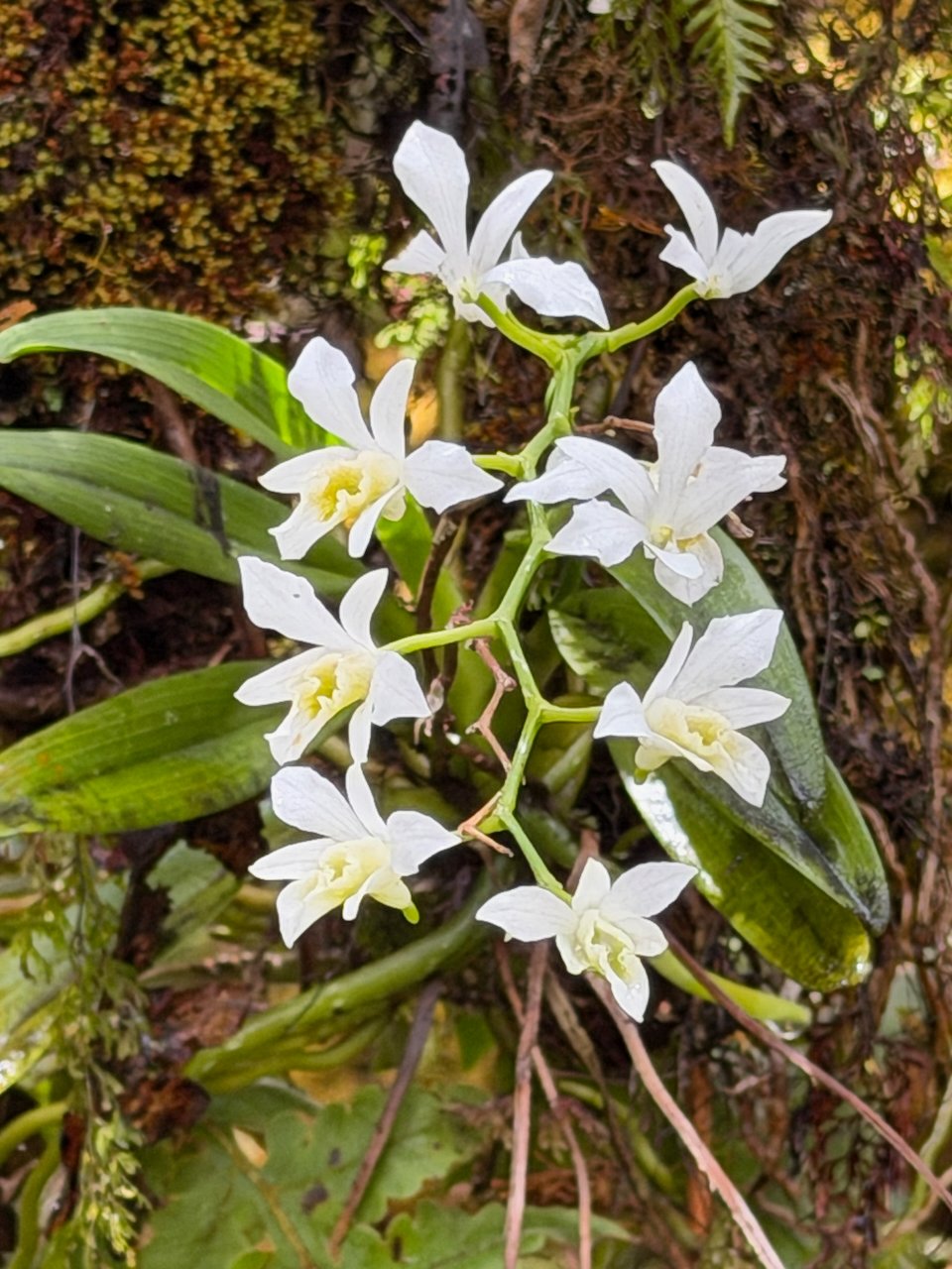 20. Beclardia macrostachya Muguet Orchidaceae INDIGENE LA REUNION