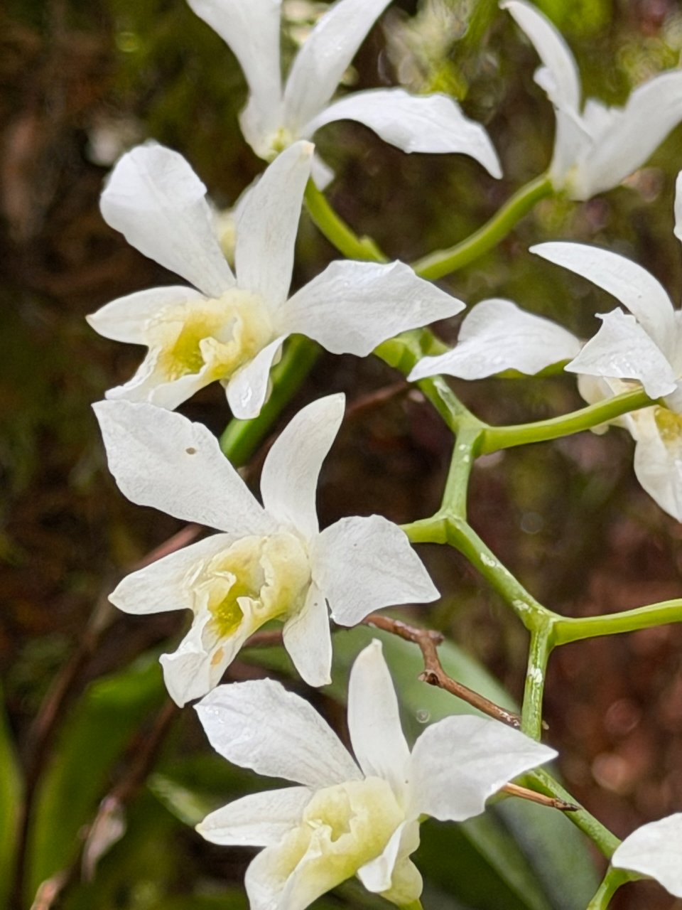 21.3. Beclardia macrostachya Muguet Orchidaceae INDIGENE LA REUNION