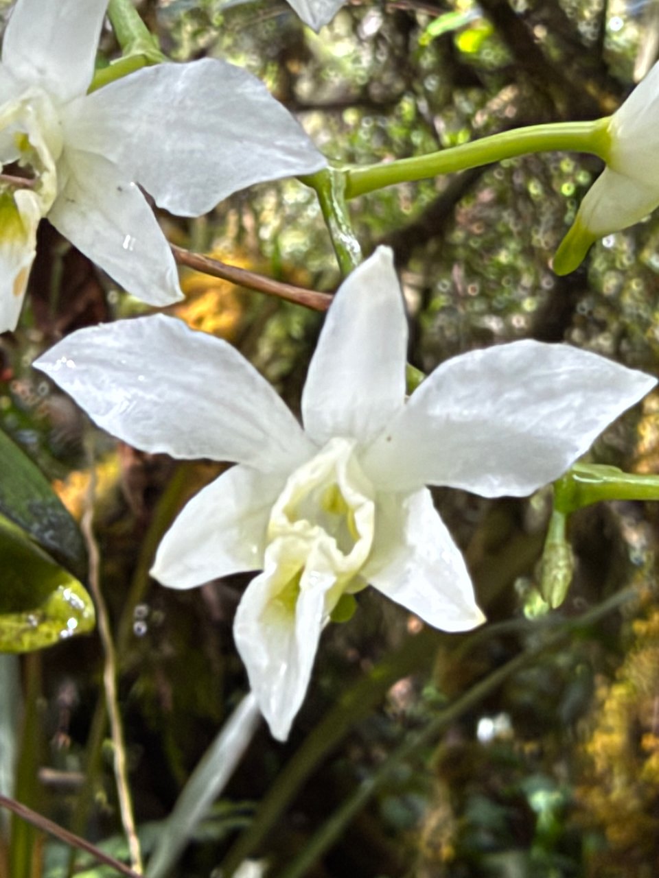 21.5. Beclardia macrostachya Muguet Orchidaceae INDIGENE LA REUNION.