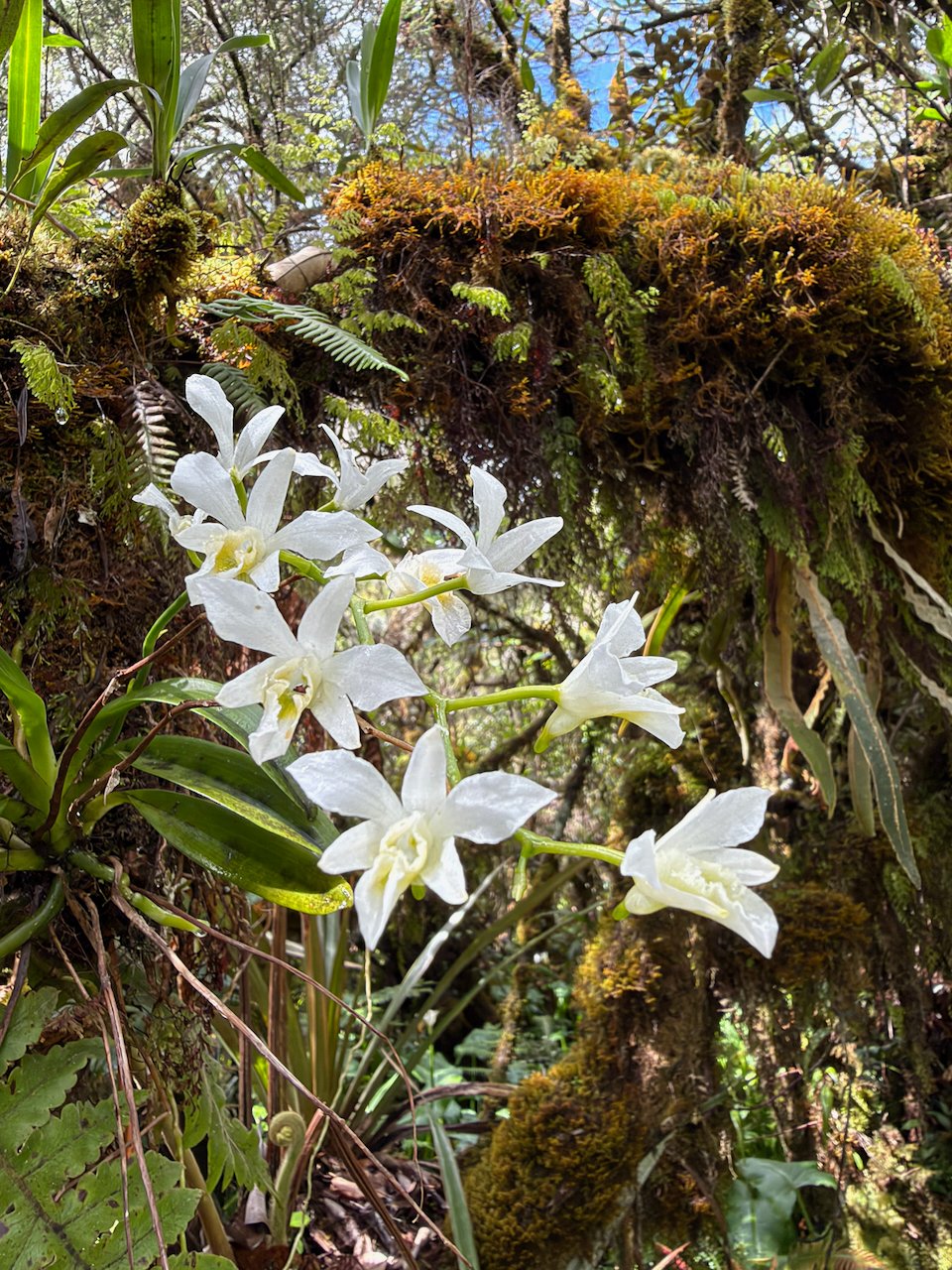 22. Beclardia macrostachya Muguet Orchidaceae INDIGENE LA REUNION
