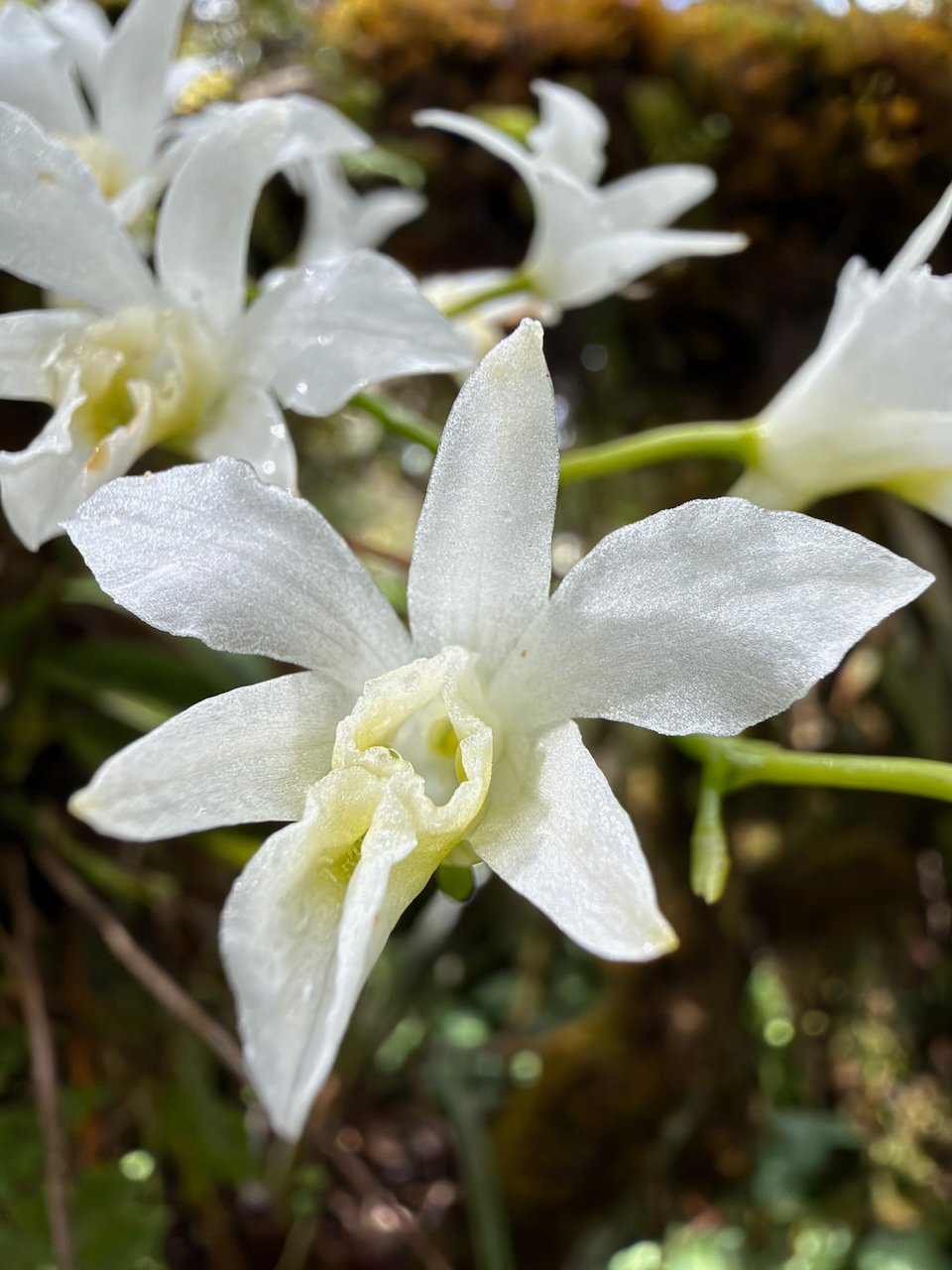 23. Beclardia macrostachya Muguet Orchidaceae INDIGENE LA REUNION