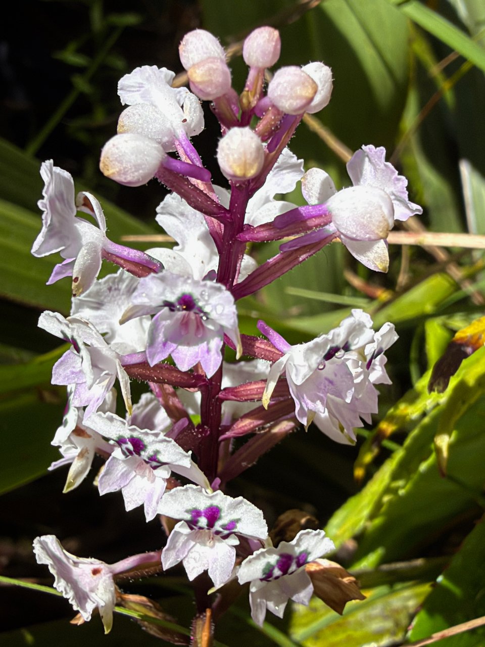 24.??? Cynorkis squamosa (Poir.) Lindl. - Ø - Orchidaceae - Endémique Réunion et île Maurice 