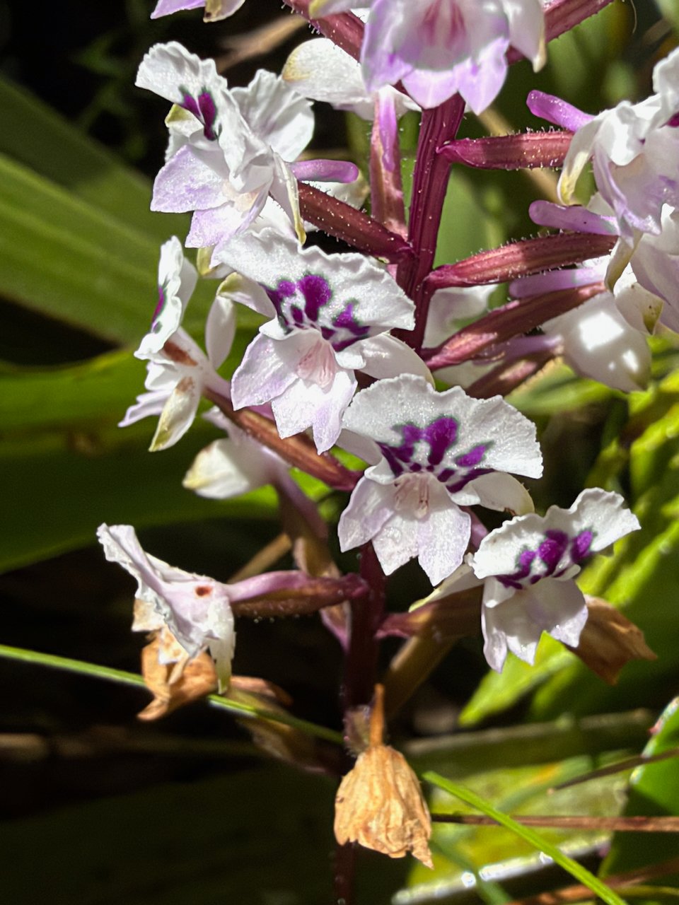 26. Cynorkis squamosa (Poir.) Lindl. - Ø - Orchidaceae - Endémique Réunion et île Maurice 