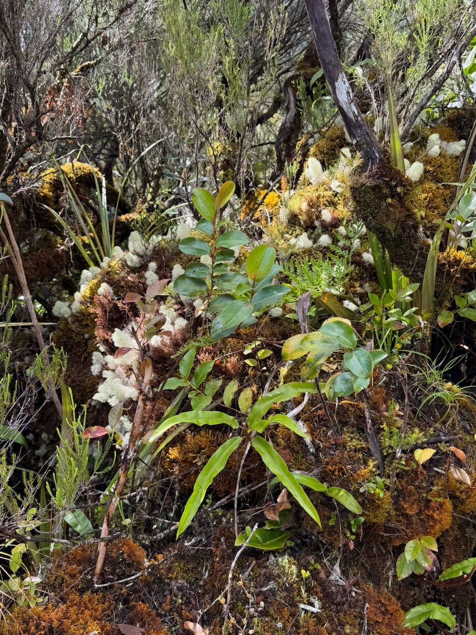 28. Cladonia ??? coccifera (les taches blanches)