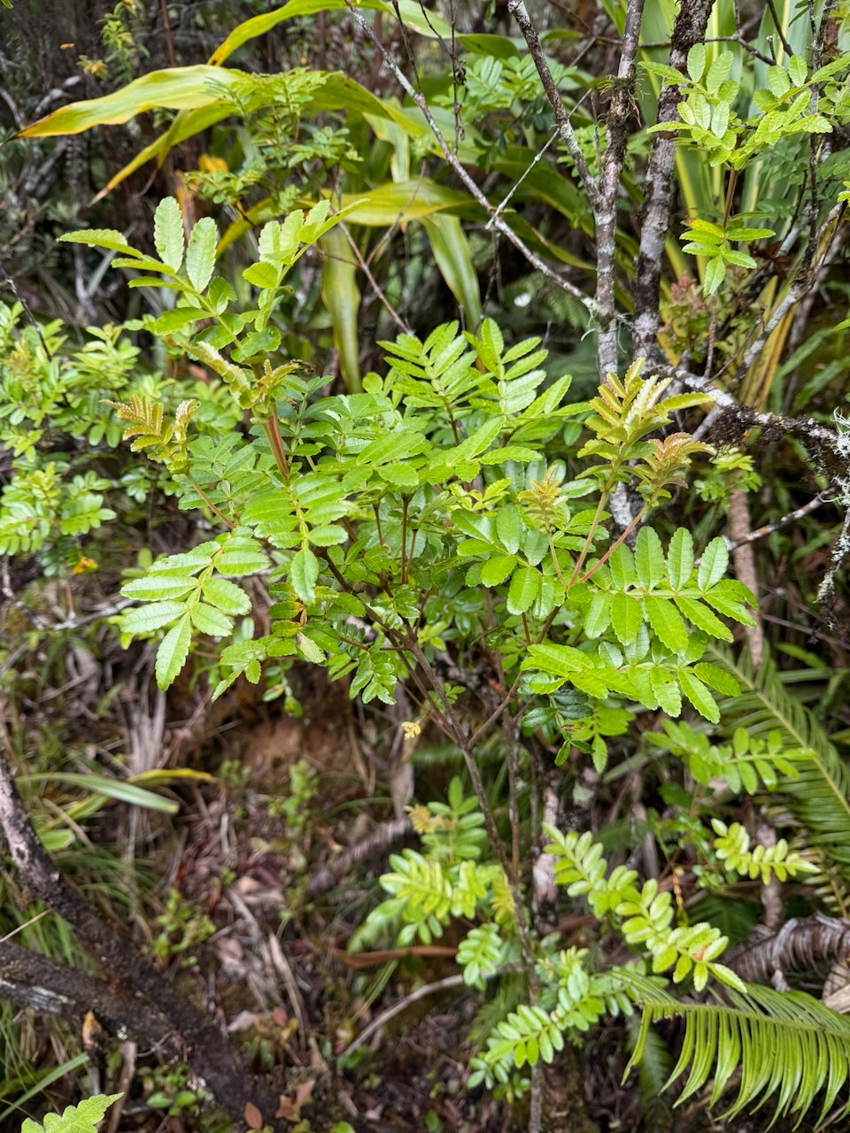 3. Weinmannia tinctoria - Tan rouge -CUNONIACEAE.