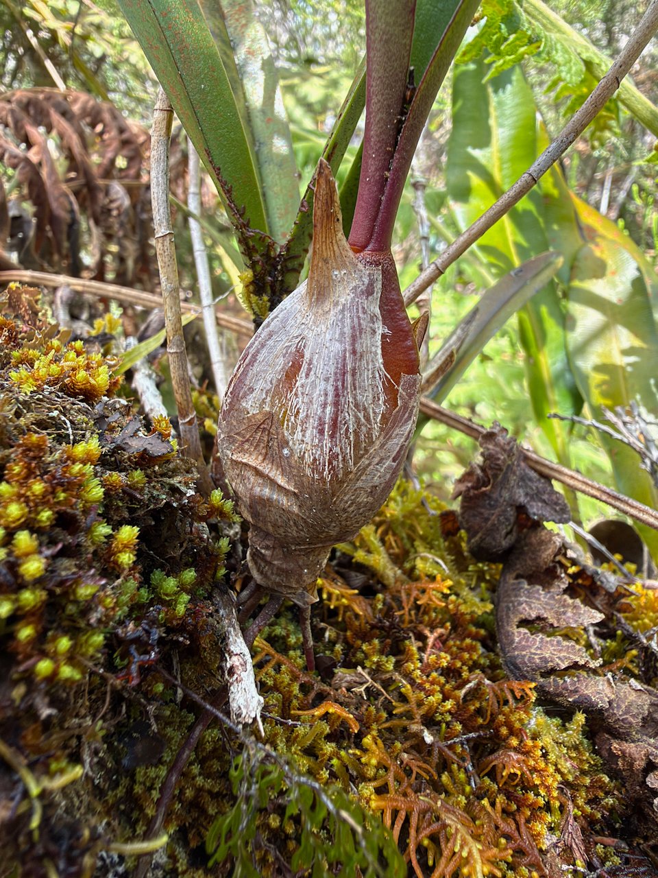 31. Bulbophyllum cylindrocarpum Orchidaceae INDIGENE LA REUNION 