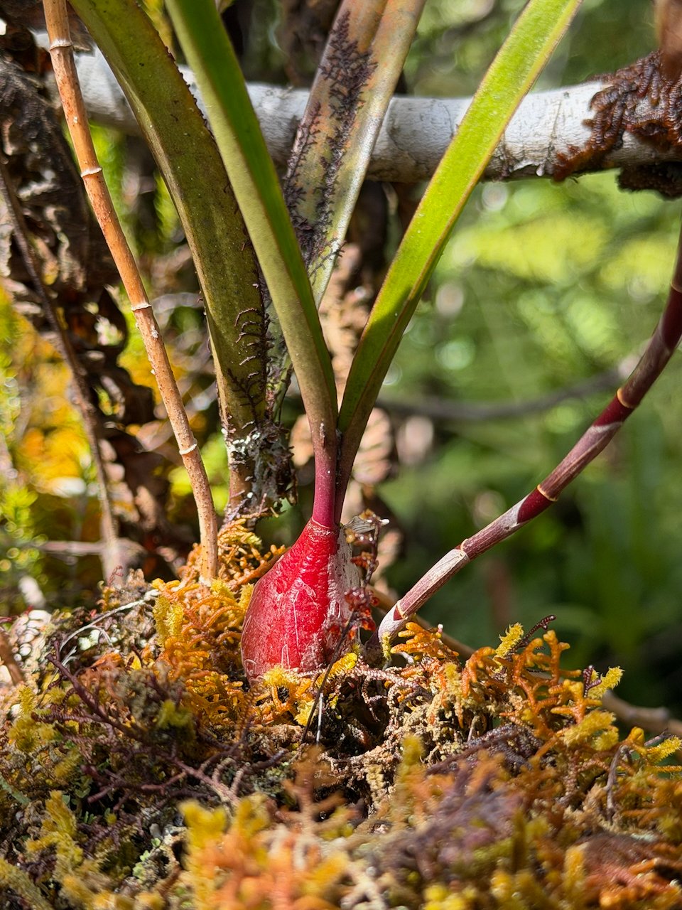 32. Bulbophyllum cylindrocarpum Orchidaceae INDIGENE LA REUNION 