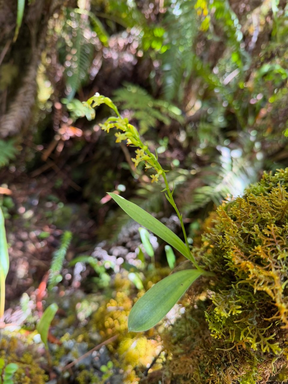 33. Benthamia erinaceae[ex Nigrescens]  Orchidaceae ENDEMIQUE LA REUNION