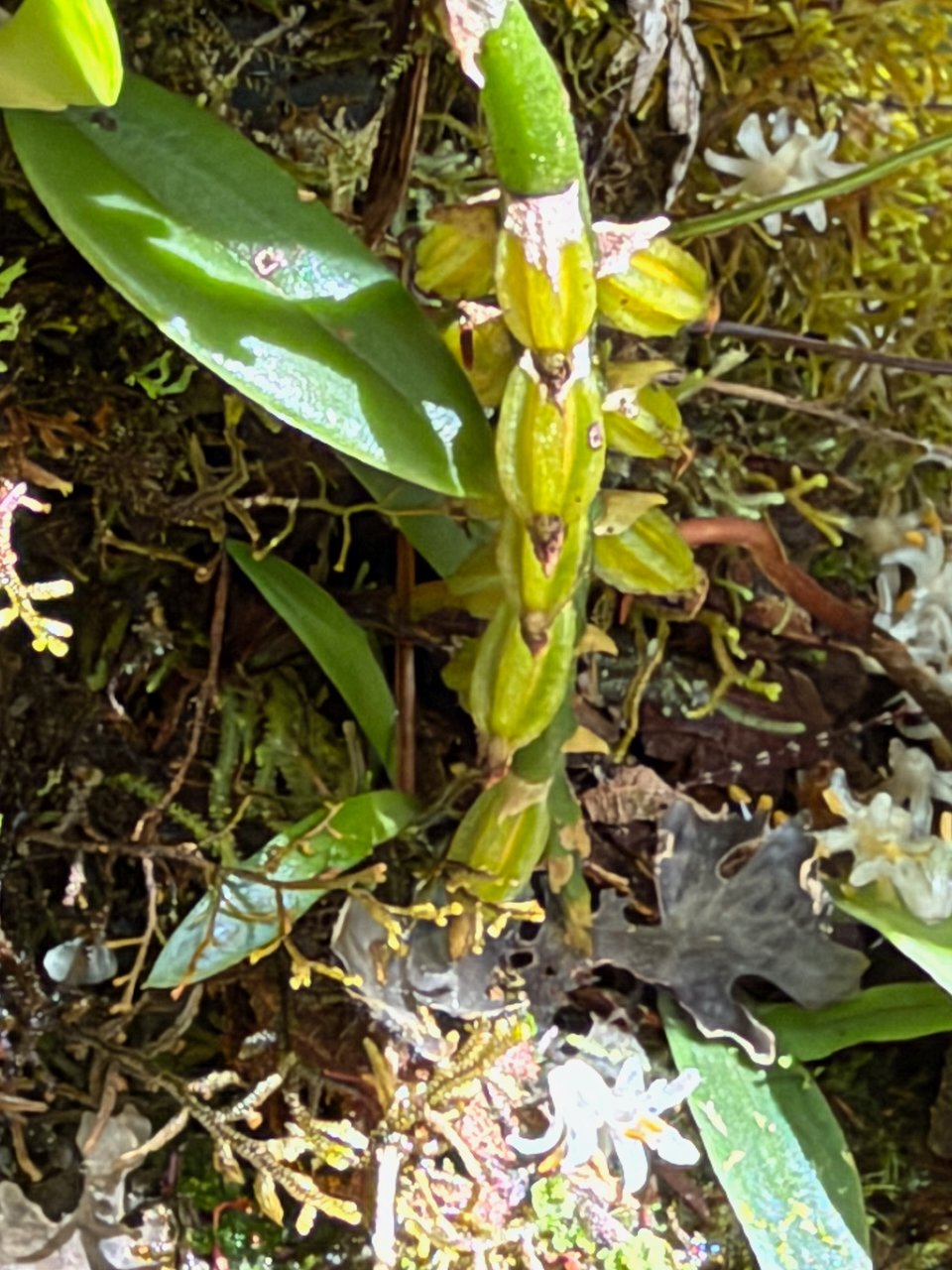 35.  Bulbophyllum elliotii Orchidaceae ENDEMIQUE LA REUNION, MAURICE