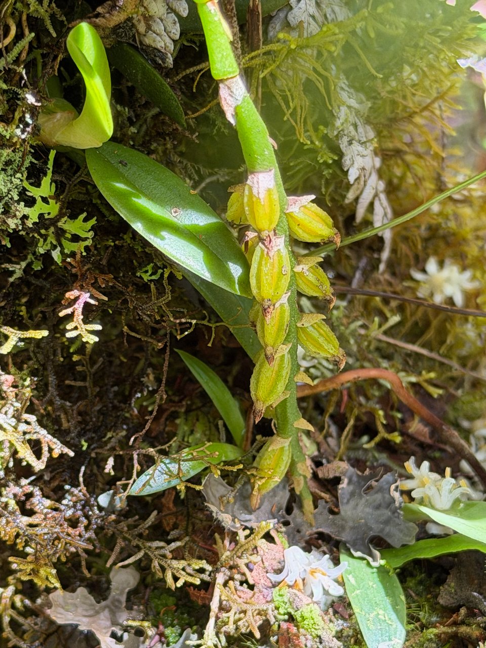 35.2  Bulbophyllum elliotii Orchidaceae ENDEMIQUE LA REUNION, MAURICE