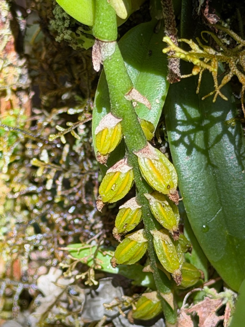 35. 3. Bulbophyllum elliotii Orchidaceae ENDEMIQUE LA REUNION, MAURICE 