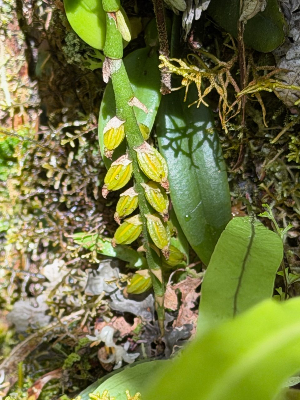 35.4.  Bulbophyllum elliotii Orchidaceae ENDEMIQUE LA REUNION, MAURICE  