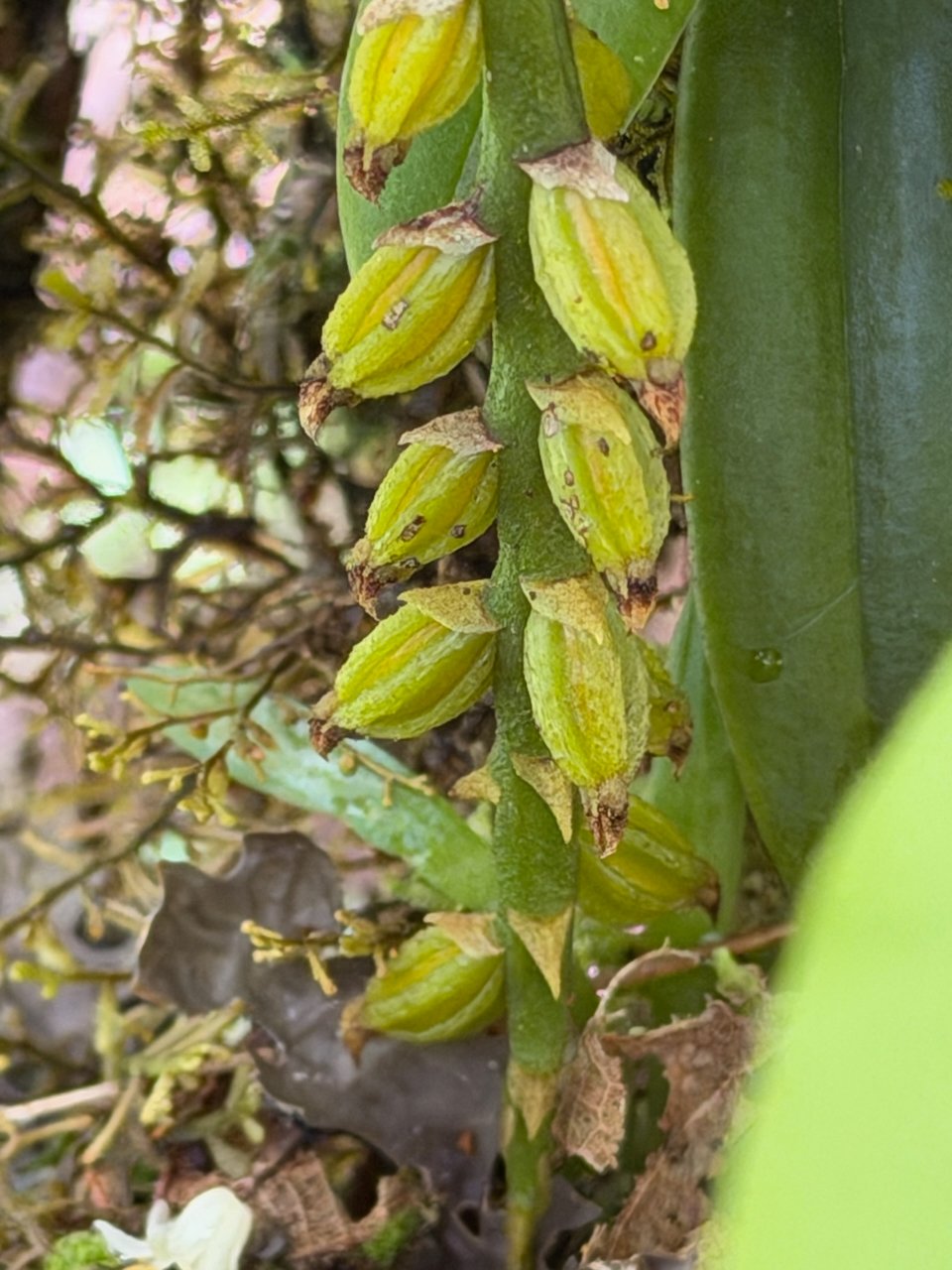 35.5.  Bulbophyllum elliotii Orchidaceae ENDEMIQUE LA REUNION, MAURICE