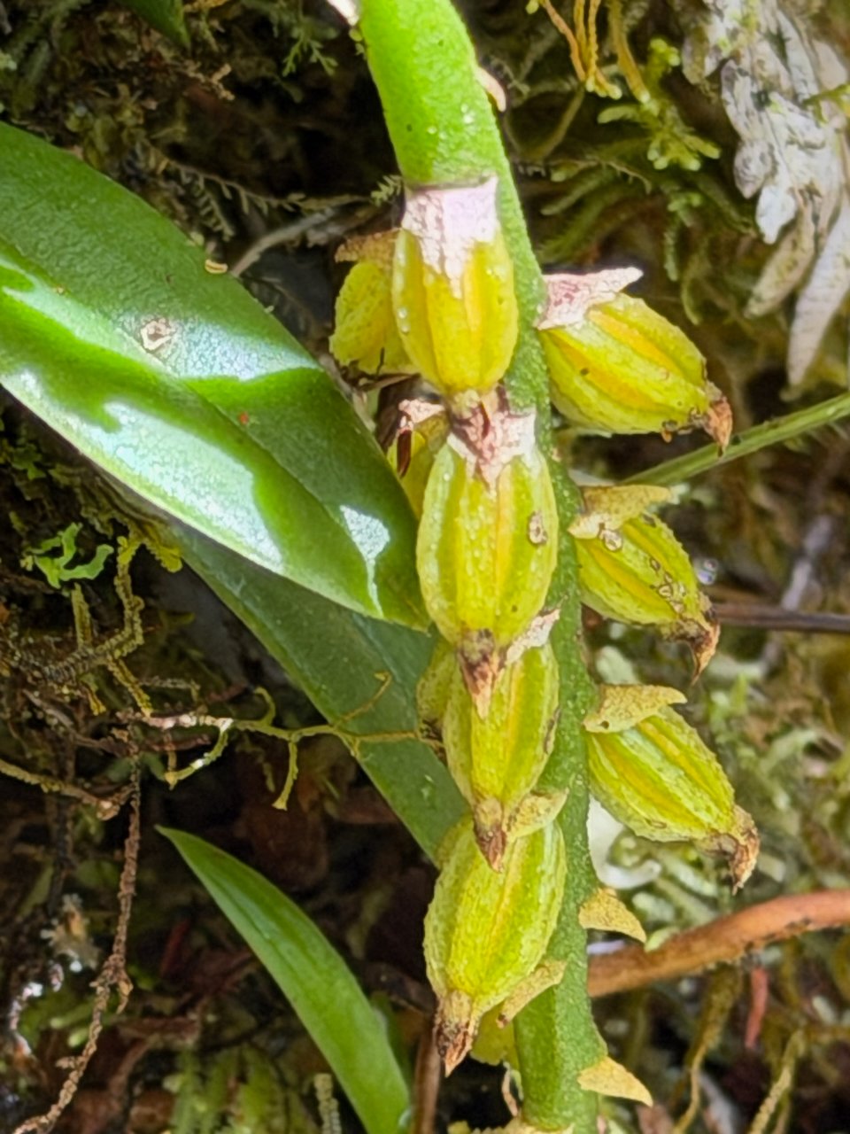 35.6. Bulbophyllum elliotii Orchidaceae ENDEMIQUE LA REUNION, MAURICE