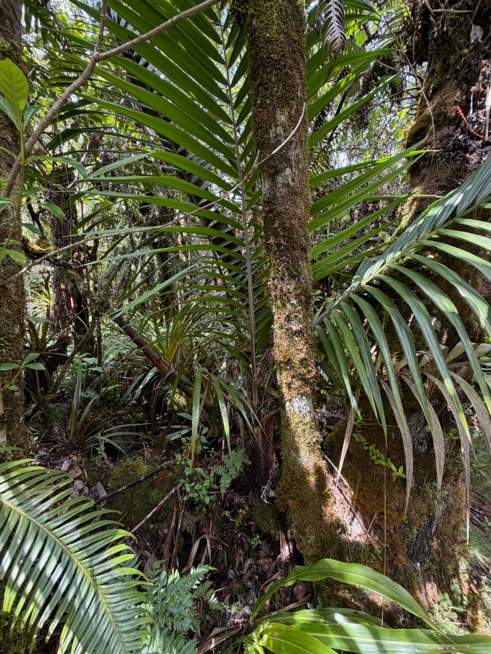 37. Acanthophoenix rubra (Bory) H. Wendl - Palmiste rouge - Arecaceae - La Réunion. Maurice. 